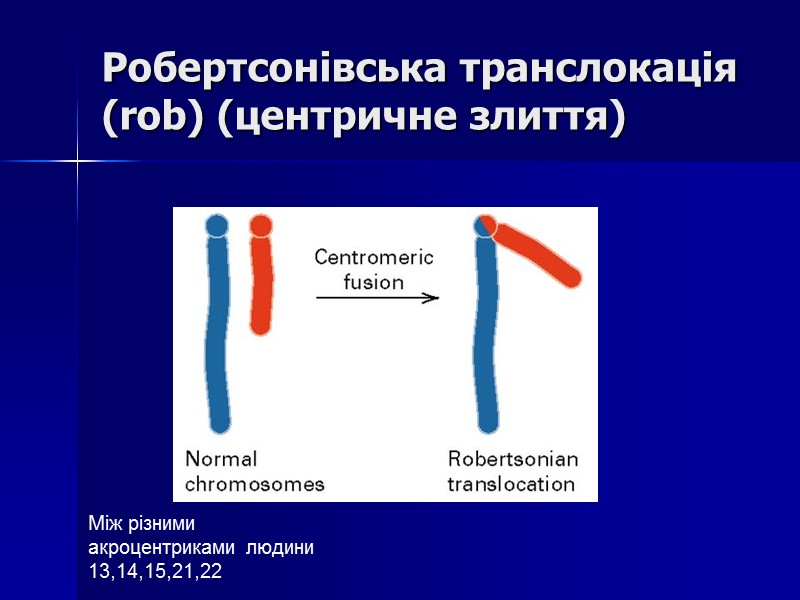 Робертсонівська транслокація (rob) (центричне злиття) Між різними акроцентриками людини 13,14,15,21,22